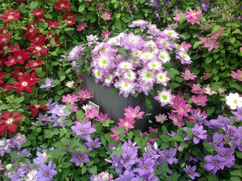 Nature's Walls: How to Choose Tall-Potted Plants That Offer Beauty and Seclusion